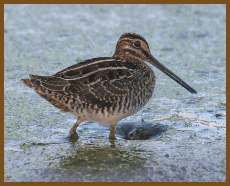 wilsons snipe-10-9-12-241b.JPG