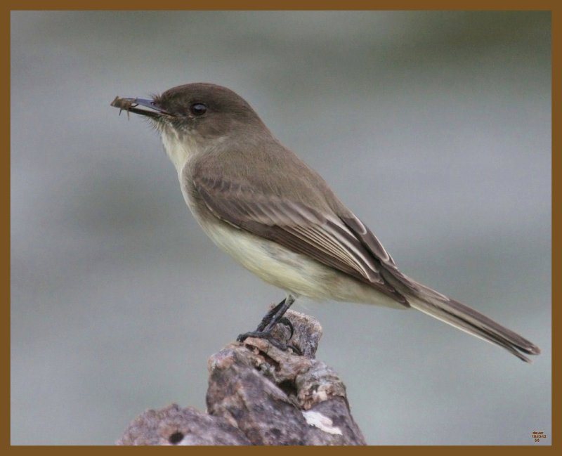 eastern phoebe-10-13-12-524b.JPG
