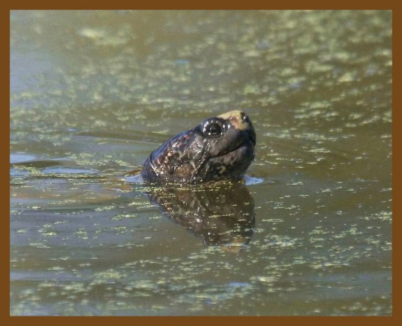 red-eared slider-10-15-12-858b.JPG