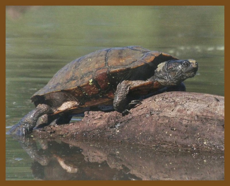 red-eared slider-10-15-12-877b.JPG