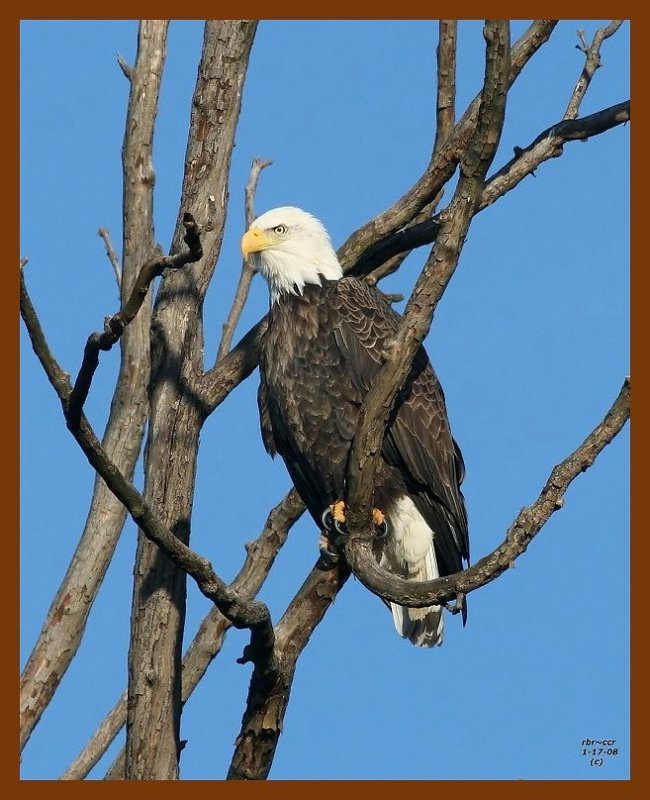 eagle 1-17-08 4c23b.jpg