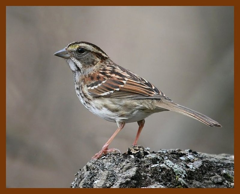 white-throated sparrow 2-4-08 4c319b.jpg
