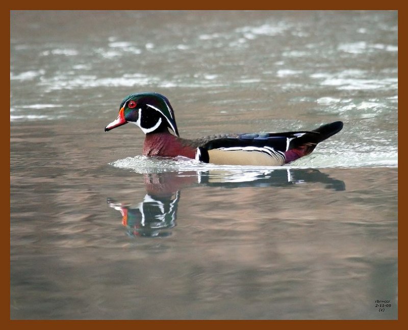wood-duck 2-11-08 4c752b.jpg