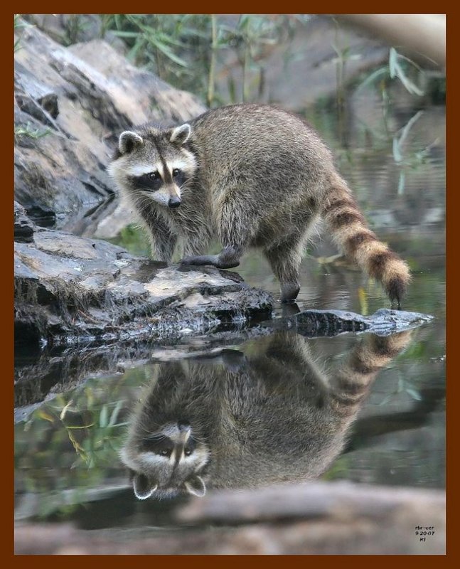 raccoon 9-20-07 4c15b.jpg