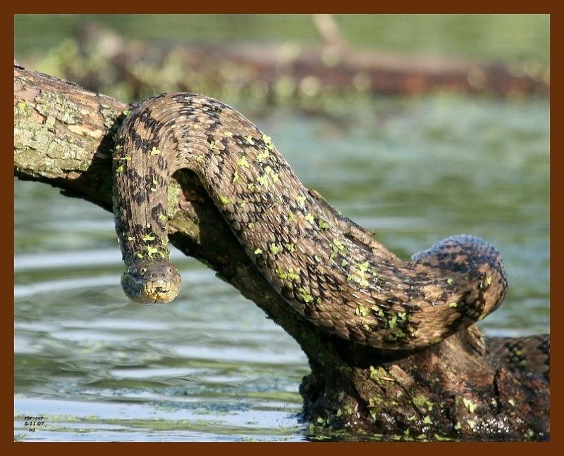 watersnake-diamondback 5-11-07 4c4b.JPG