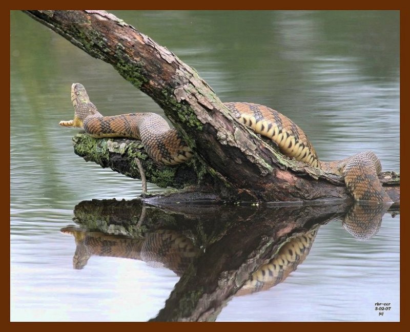 watersnake-diamondback 5-2-07 cl4b.JPG