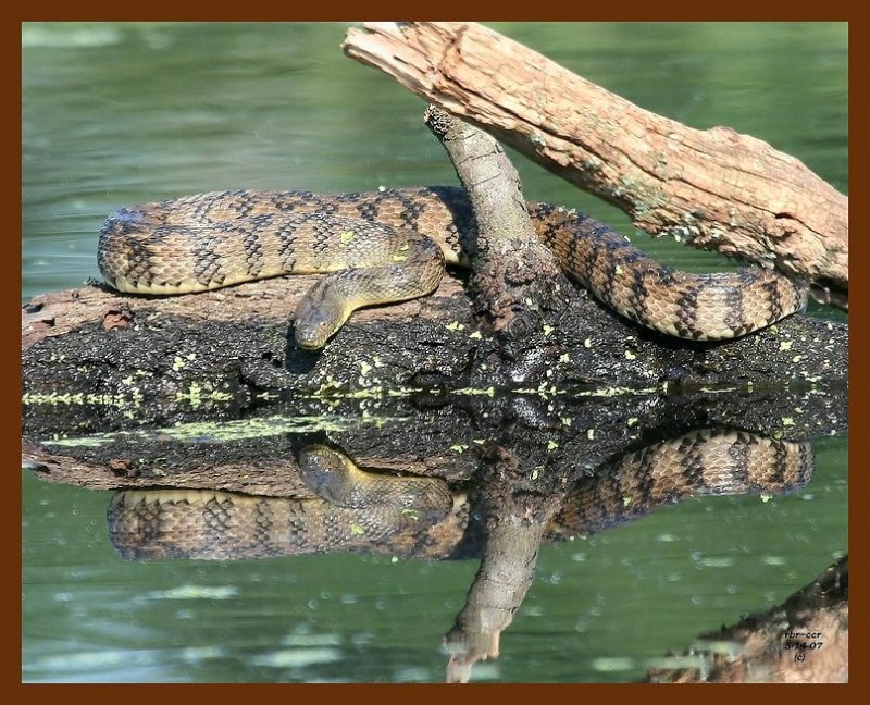 watersnake-diamondback 5-14-07 cl6b.JPG