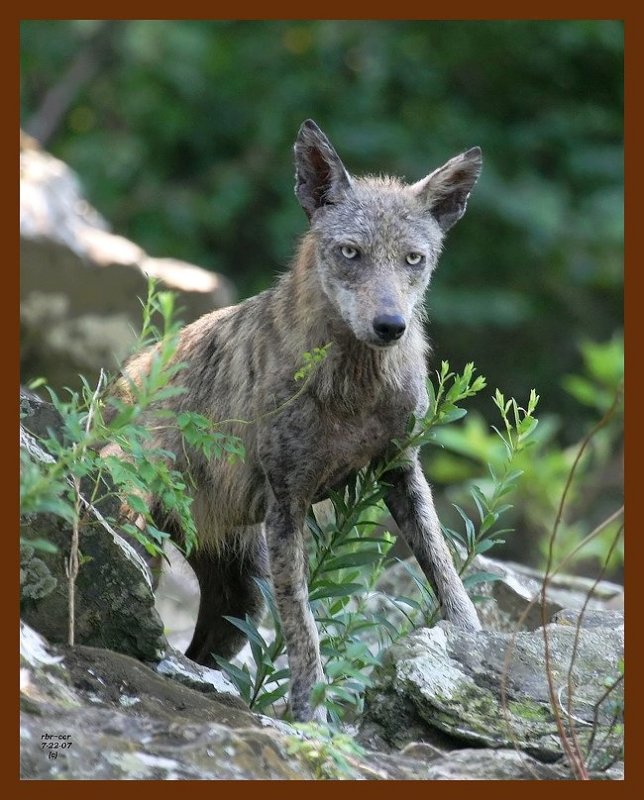 coyote 7-22-07 4c2b.JPG