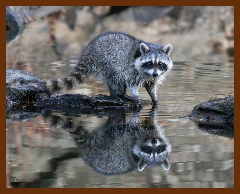raccoon 11-23-07 4c14b.JPG