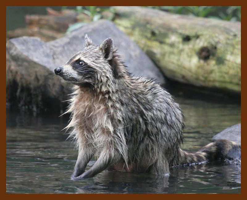 raccoon 6-13-07 4c3b.JPG
