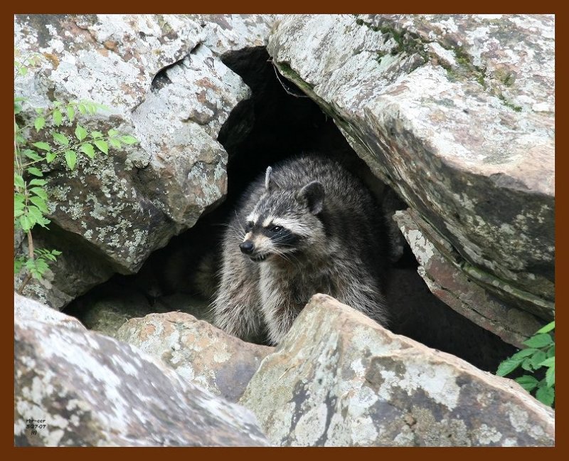 raccoon 5-27-07 4c1b.JPG