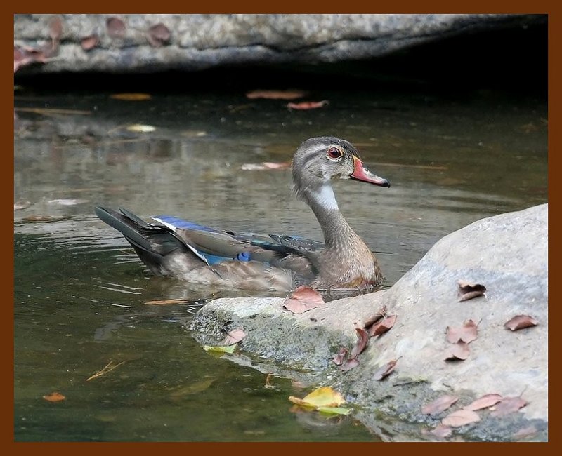 wood-duck 8-22-06 cl1b.JPG