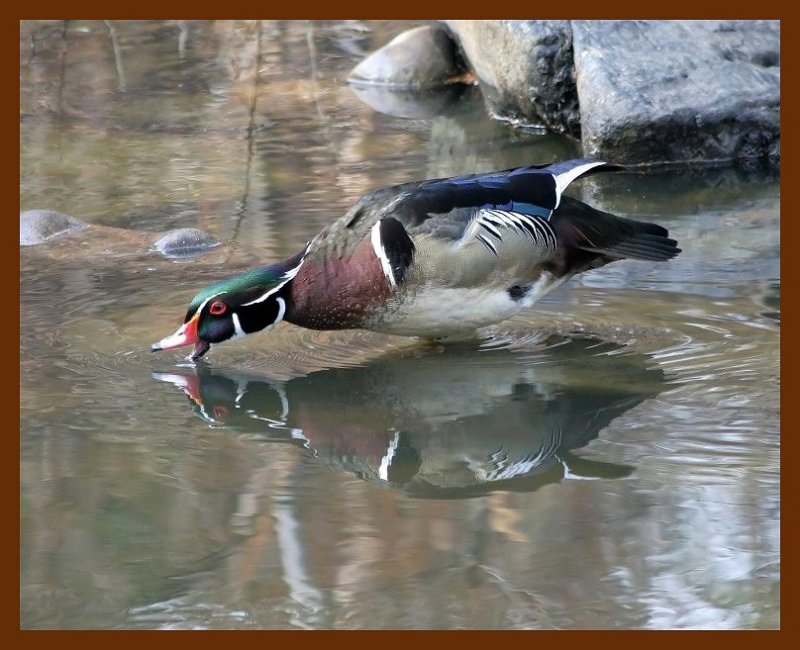 wood-duck  3-9-06 cl10b.JPG