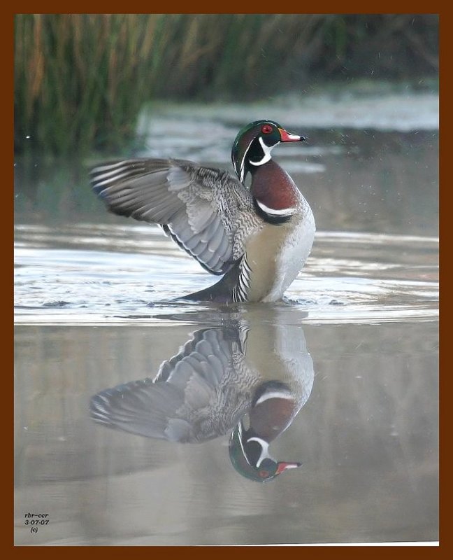 wood-duck 3-7-07 cl4b.JPG