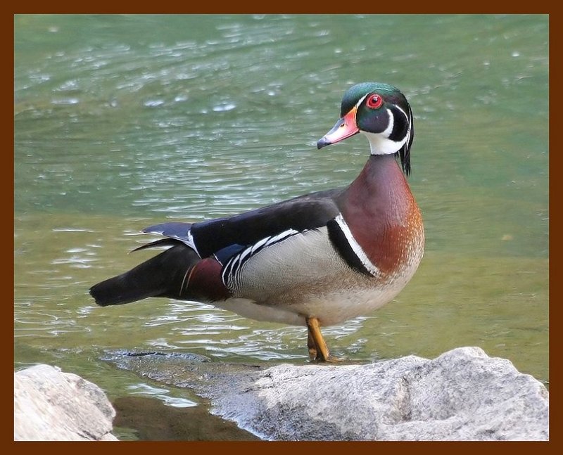wood-duck  5-21-06 cl2b.JPG