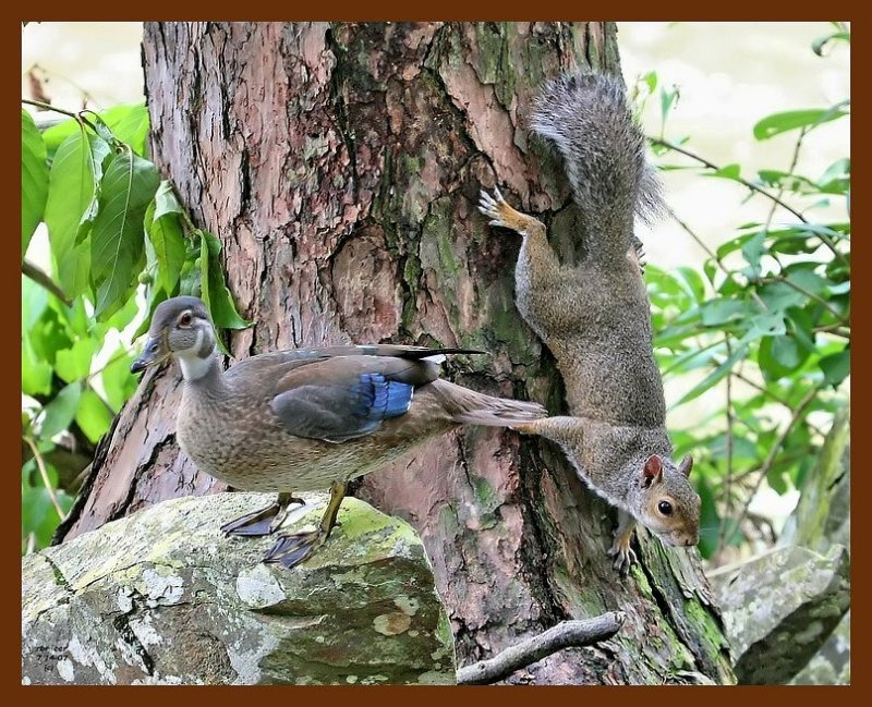 wood-duck-squirrel 7-14-07 4c1b.JPG