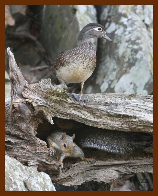 wood-duck-gray-squirrel 9-20-07 4c1b.JPG