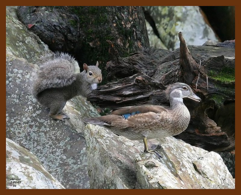 wood-duck-squirrel 7-1-07 4c2b.JPG
