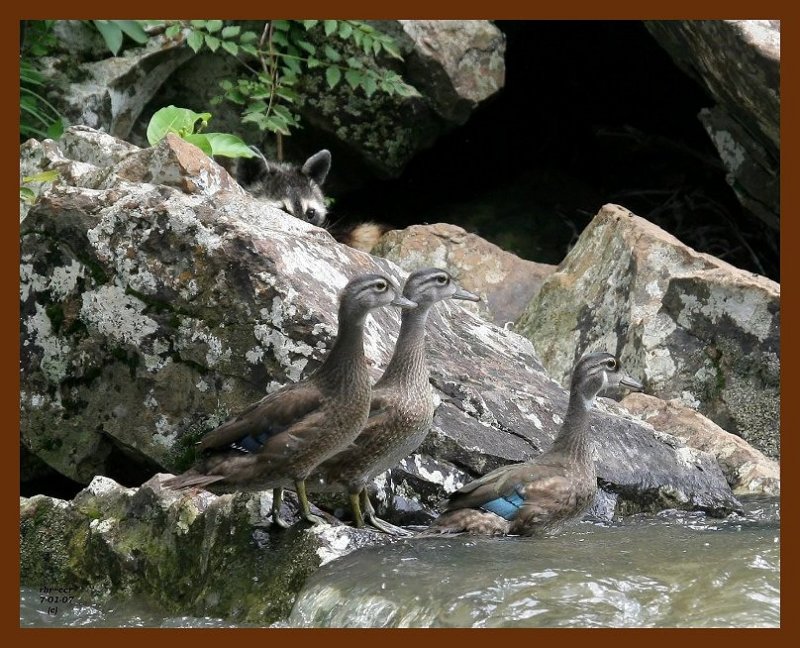 raccoon-wood-ducks 7-1-07 4c2b.JPG