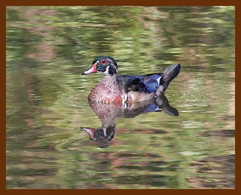 wood-duck 9-7-06 cl7b.JPG