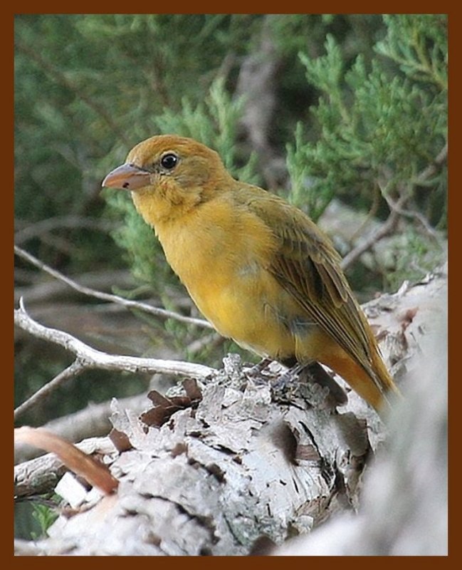 summer tanager 9-2-06 cl2b.JPG