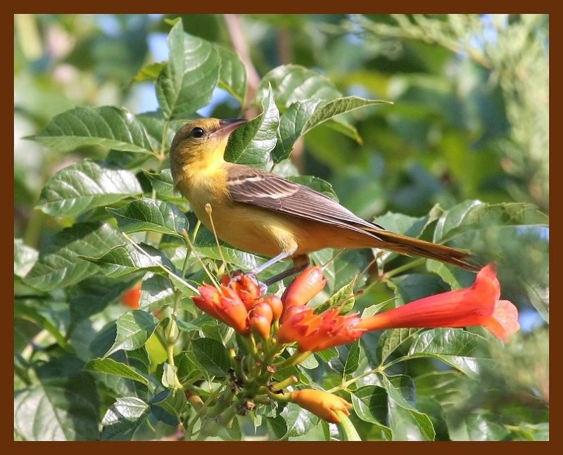 orchard oriole 8-6-06 cl2b.JPG