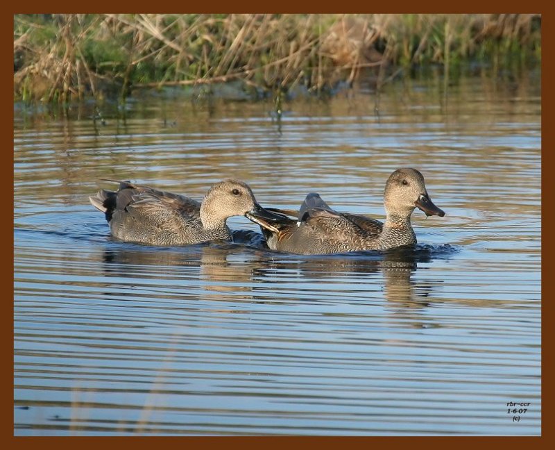 ducks gadwall 1-6-07 cl1b.JPG