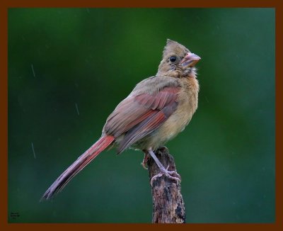 cardinal 9-4-08 4d790b.JPG
