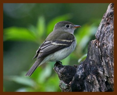 flycatcher 9-5-08 4d023b.JPG