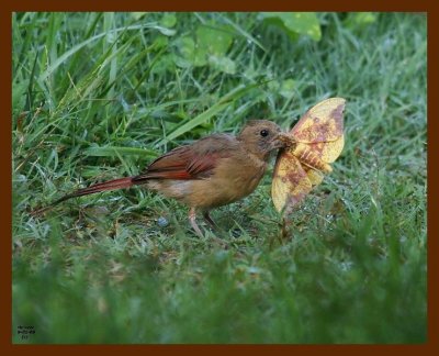 cardinal 9-1-08 4d625b.JPG