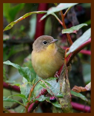 common yellowthroat 9-5-08 4d000b.JPG
