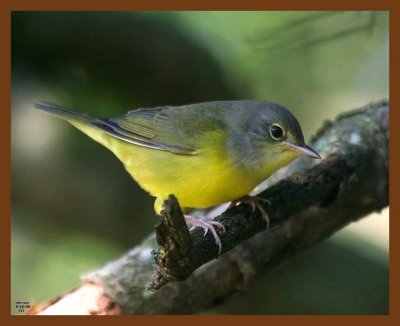 nashville warbler 9-16-08 4d258b.JPG