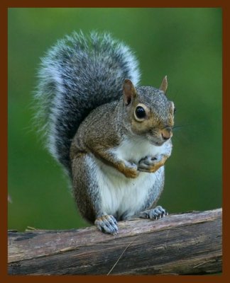 gray-squirrel 9-19-08 4d413b.JPG