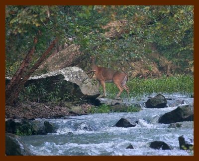blackfork creek 9-20-08 4d484b.JPG