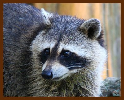 raccoon 9-23-08 4d667b.JPG