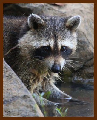 raccoon 9-23-08 4d835b.JPG