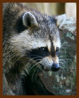 raccoon 9-23-08 4d706b.JPG