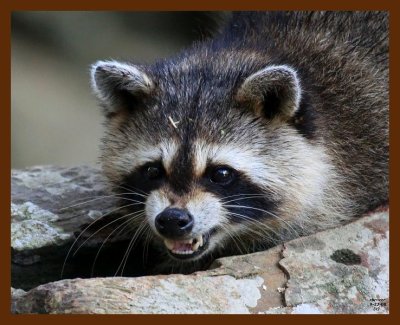 raccoon 9-23-08 4d810b.JPG