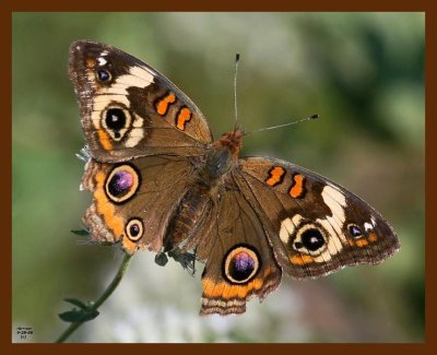 butterfly-common buckeye 9-28-08 4d076b.JPG