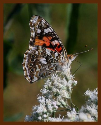 butterfly- 9-28-08 4d047b.JPG