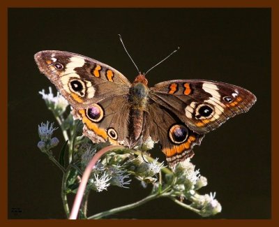butterfly-common buckeye 9-28-08 4d070b.JPG