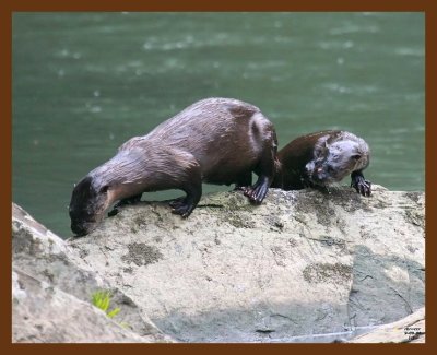 river-otter 9-8-08 4d132b.JPG