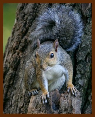 gray-squirrel 9-21-08 4d587b.JPG