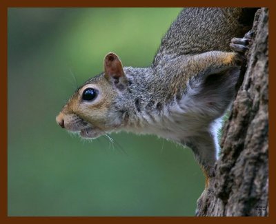 gray-squirrel 9-21-08 4d575b.JPG