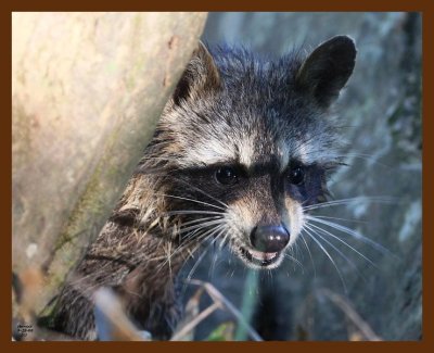 raccoon-young 9-28-08 4d004b.JPG