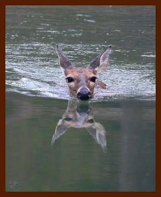 deer 9-26-08 4d926b.JPG