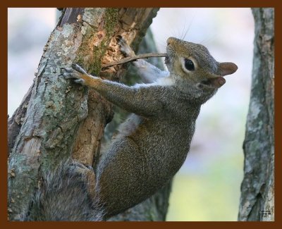 gray-squirrel 10-6-08 4d297b.JPG