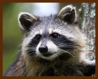 raccoon 10-6-08 4d343c1b.JPG