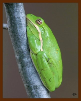 green treefrog 10-15-08 4d628b.JPG