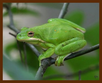 green treefrog 10-15-08 4d656b.JPG